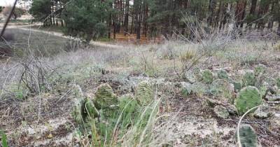 В херсонском лесу нашли нетипичные для Украины растения (фото) (1 фото)