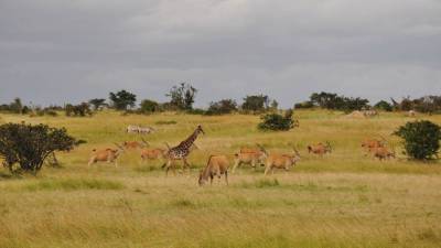 Кения: почему вам стоит побывать в Африке