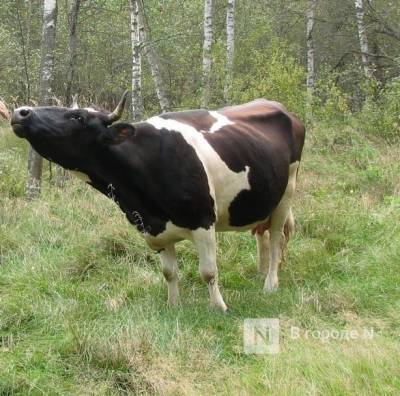 Названы рекордсмены по производству молока в Нижегородской области
