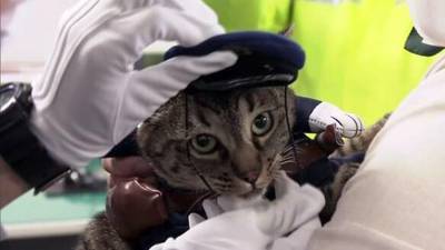 Спасшую человека кошку назначили главой полицейского управления в Японии