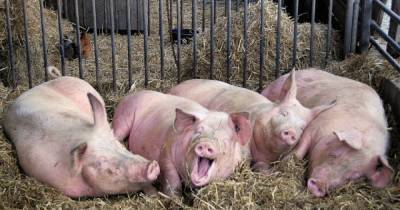 В Черновицкой области из-за вспышки африканской чумы на убой отправят 21 тысячу свиней