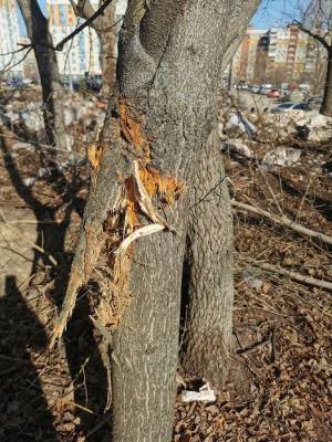 Подрядчик повредил деревья в сквере «Техноткань» в Нижнем Новгороде