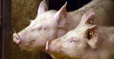 На Буковине из-за АЧС забьют 21 тысячу свиней