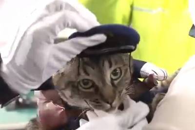 Кошка, спасшая человека в Японии, на день стала главой полицейского управления