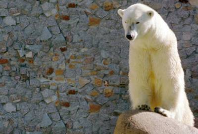 «Наш символ и любящая мама»: в Ленинградском зоопарке умерла белая медведица Услада