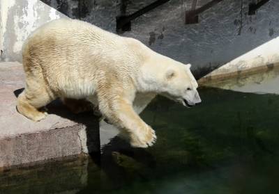 В Ленинградском зоопарке умерла 33-летняя белая медведица