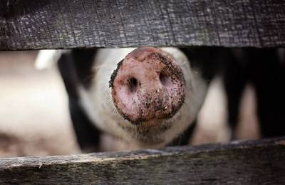 На Буковине вспышка АЧС: в хозяйстве уничтожат более 20 тысяч свиней