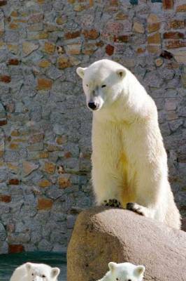Умер символ Ленинградского зоопарка — медведица Услада