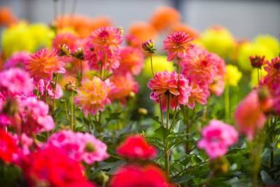 «Стойкие»: названы самые популярные цветы у дачников