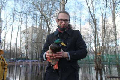 В Архангельске возле одной из школ защитники природы спасли утку