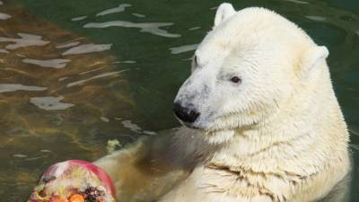 Умерла белая медведица Услада, ставшая символом Ленинградского зоопарка