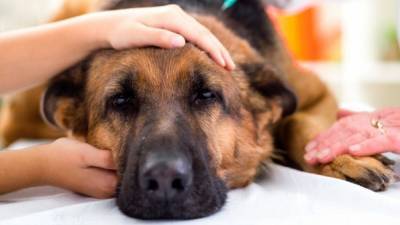 Что делать при отравлении собаки: симптомы и первая помощь