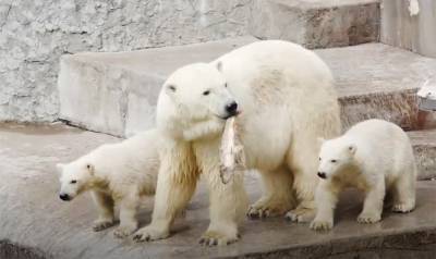 В Ленинградском зоопарке умерла одна из старейших белых медведиц