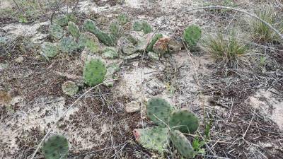"Как они там оказались?": В лесу на Херсонщине нашли кактусы