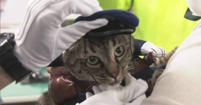 Кошку назначили главой полицейского управления за спасение человека