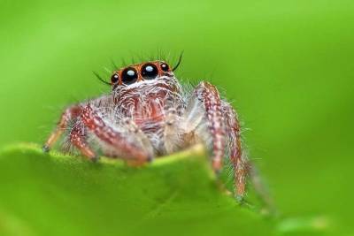 Ученые нашли способ «говорить» с пауками - lenta.ua
