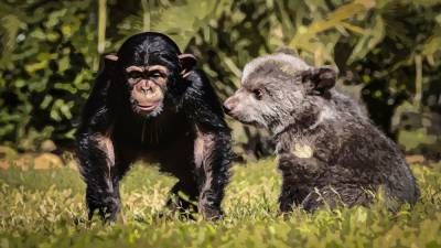 Медвежонок и шимпанзе из турецкого зоопарка стали лучшими друзьями.