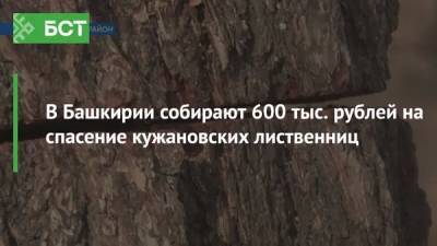 В Башкирии собирают 600 тыс. рублей на спасение кужановских лиственниц