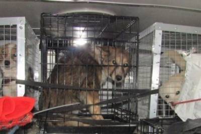 17 собак не пересекли псковскую госграницу из-за отсутствия документов и чипа