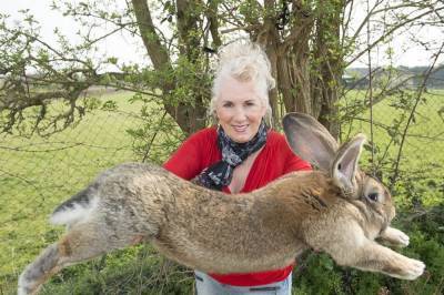 В графстве Вустершир похитили самого большого кролика в мире
