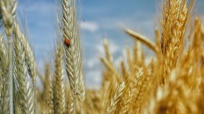 В 2022 году российские хозяйства начнут получать «органический гектар».