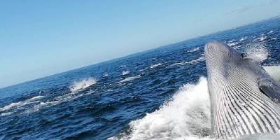 У берегов ЮАР кит атаковал экскурсионный катер - ВИДЕО - ТЕЛЕГРАФ
