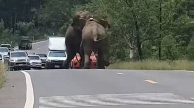 Два слона устроили эпичную схватку и парализовали движение по шоссе (Видео)