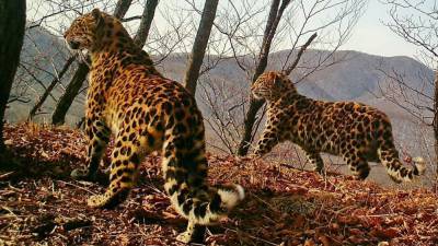 Число дальневосточных леопардов возросло до 110 особей за девять лет