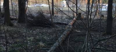 Деревья вырубают в парке «Беличий Остров» в Петрозаводске (ФОТО)