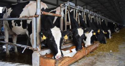 Липецкая область выбилась в лидеры по производству молока