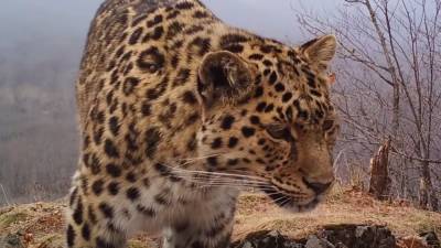 Популяция дальневосточных леопардов увеличилась в три раза в Приморье