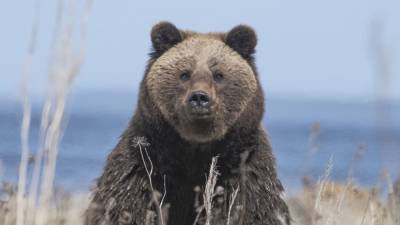 Медведь наведался к сельской школе Сахалина во время уроков
