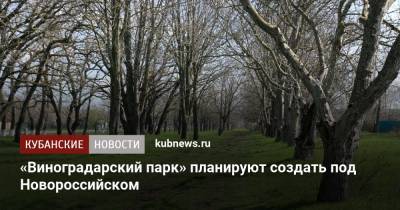 «Виноградарский парк» планируют создать под Новороссийском