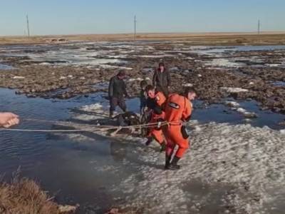В Челябинской области спасли провалившегося в полынью теленка