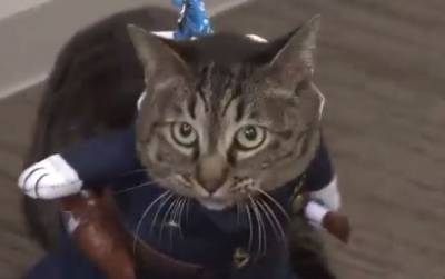 В Японии кошка после спасения человека стала начальником полиции
