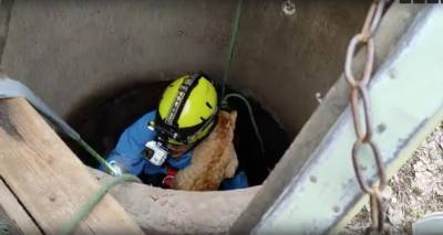 Видео: волонтеры “Кошкиспас” вытащили кота, угодившего в глубокий колодец в Сиверском