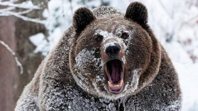 Медведь стал угрозой для жизни сахалинских школьников