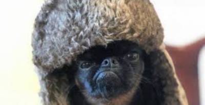 Вечно недовольный: "Сердитый" пес Чико стал звездой соцсетей