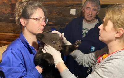 Специалисты Центра спасения медвежат-сирот в Тверской области рассказали, как спасали двух подопечных из Карелии