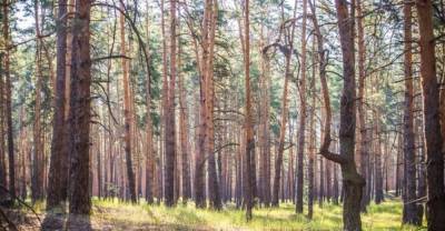 Жителям Луганщины запретили посещать леса, расположенные на территории Северодонецкой громады
