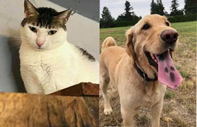 Они уникальны! 15 фотографий особенных кошек и собак, которые не оставят вас равнодушными