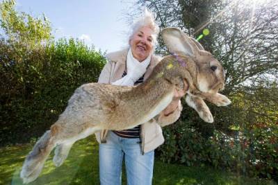 Самый большой в мире кролик пропал, предположительно украден