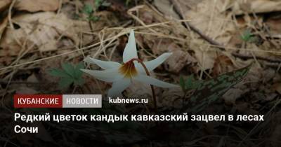 Редкий цветок кандык кавказский зацвел в лесах Сочи