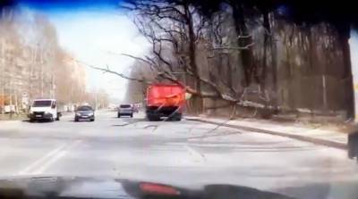 В Воронеже на видео сняли паление дерева перед грузовиком