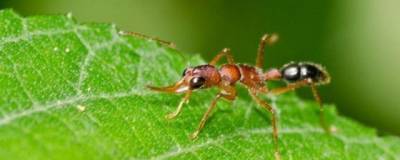 Ученые нашли муравьев, способных увеличивать и уменьшать свой мозг
