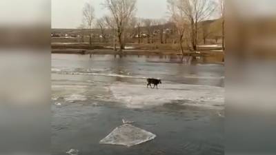 Корова спаслась со льдины в половодье и попала на видео