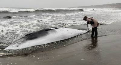 Сотрудники заповедника рассказали о ранах кита, которого выбросило на берег Кунашира