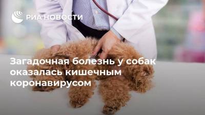 Загадочная болезнь у собак оказалась кишечным коронавирусом