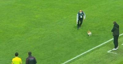 Игру не испортил: кот ворвался на футбольное поле в Турции и стал звездой матча (видео)