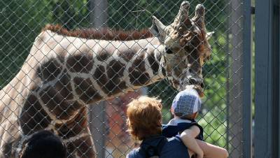 Обитающая в московском зоопарке жираф Липа обрадовалась теплой погоде